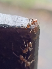 Dolichoderus affinis