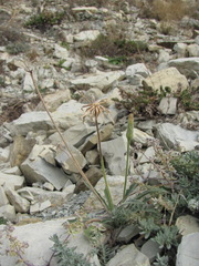 Leontodon asperrimus