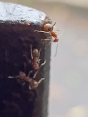 Dolichoderus affinis