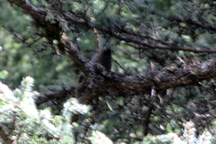 Perisoreus internigrans