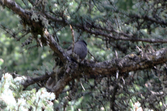 Perisoreus internigrans