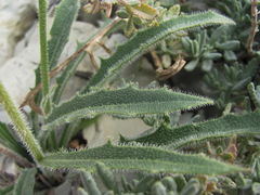 Leontodon asperrimus