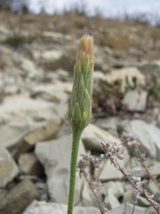 Leontodon asperrimus