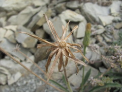 Leontodon asperrimus