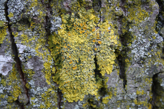 Xanthoria parietina