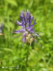 Phyteuma persicifolium