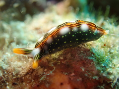 Thuridilla splendens