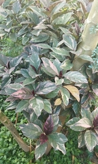 Graptophyllinae
