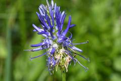 Phyteuma persicifolium