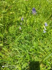 Phyteuma persicifolium