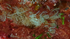 Bugulina