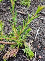 Boronia deanei