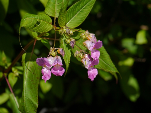 Impatiens sulcata, photograph 6