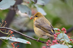 Common Rosefinch photo 3