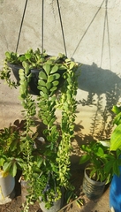 Kleinia petraea