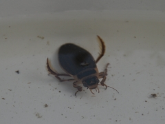 Dytiscus lapponicus