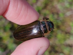 Dytiscus lapponicus