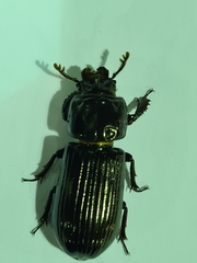 Aulacocyclus edentulus