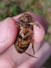 Dytiscus lapponicus