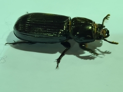 Aulacocyclus edentulus