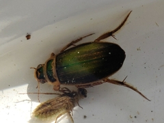 Dytiscus lapponicus