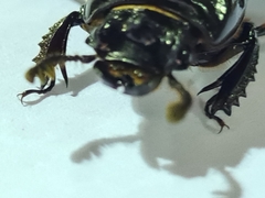 Aulacocyclus edentulus
