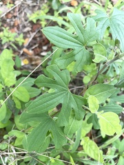 Dioscorea buchananii