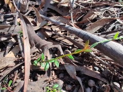 Tetratheca subaphylla