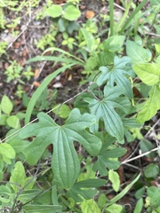 Dioscorea buchananii
