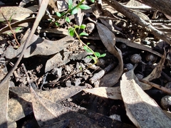 Tetratheca subaphylla