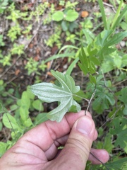 Dioscorea buchananii