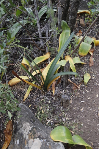 Image of Clivia mirabilis by (c) Tony Rebelo, some rights reserved (CC BY-SA)