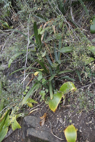 Image of Clivia mirabilis by (c) Tony Rebelo, some rights reserved (CC BY-SA)