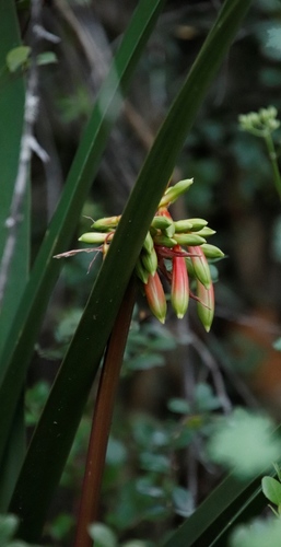 Image of Clivia mirabilis by (c) Tony Rebelo, some rights reserved (CC BY-SA)