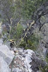 Moraea marlothii