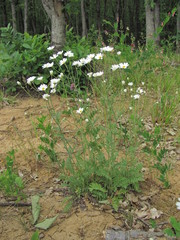 Tanacetum poteriifolium