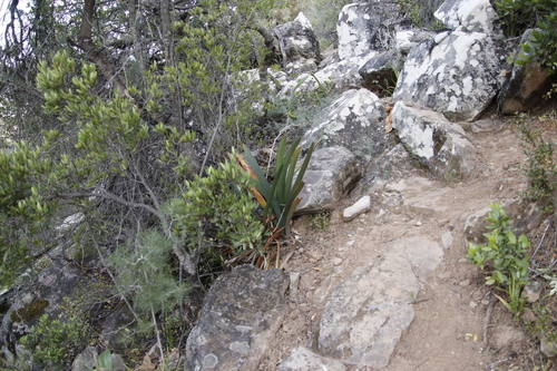 Image of Clivia mirabilis by (c) Tony Rebelo, some rights reserved (CC BY-SA)