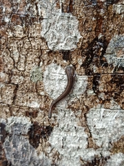 Haemadipsa interrupta
