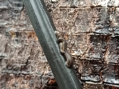 Haemadipsa interrupta