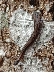 Haemadipsa interrupta