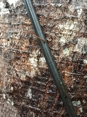 Haemadipsa interrupta
