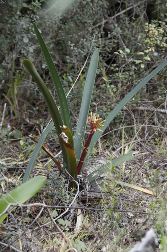 Image of Clivia mirabilis by (c) Tony Rebelo, some rights reserved (CC BY-SA)