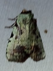 Condicinae