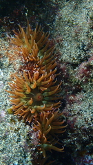 Anemonia sargassensis