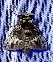 Megalopyge albicollis superba
