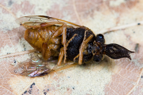 Introduced Pine Sawfly photo 4