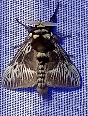 Megalopyge albicollis superba