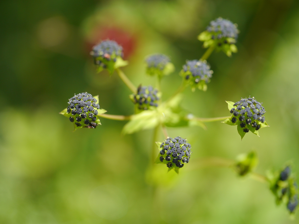 Bupleurum candollei