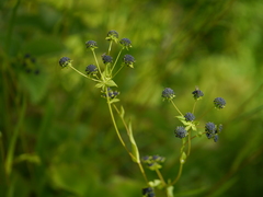 Bupleurum candollei
