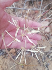 Pelargonium longiflorum